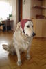 Golden Retriever Foto: Resi von der Alm (ID 41536) Golden Retriever Hund