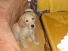 Golden Retriever Foto: darf ich auf die Couch... (ID 40046) Golden Retriever Hund