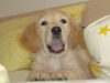 Golden Retriever Foto: unser kleiner Joey 10 Wochen alt (ID 40021) Golden Retriever Hund