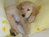 Golden Retriever Foto: Joey regiert das Bett (ID 40043) Golden Retriever Hund
