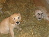 Golden Retriever Foto: mein Mittagessen... nein meine Freundin Bree (ID 40047) Golden Retriever Hund