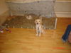Golden Retriever Foto: ihr wollt zu Amely & Bree?? Dann müsst ihr an mir vorbei... (ID 40262) Golden Retriever Hund