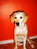 Golden Retriever Foto: unsere süsse bonny (ID 35565) Golden Retriever Hund