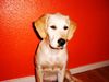 Golden Retriever Foto: unsere süsse bonny (ID 35564) Golden Retriever Hund