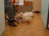 Golden Retriever Foto: Archimedes spielt (ID 854) Golden Retriever Hund