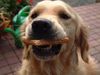 Golden Retriever Foto: Mmh.... ein Knuspertoast ... (ID 16395) Golden Retriever Hund