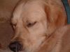 Golden Retriever Foto: Buddy (ID 7036) Golden Retriever Hund
