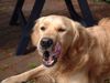 Golden Retriever Foto: Mhm .. schleck (ID 12232) Golden Retriever Hund