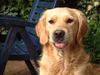 Golden Retriever Foto: Plhhhh .... (ID 12231) Golden Retriever Hund