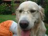 Golden Retriever Foto: Felix (ID 7521) Golden Retriever Hund
