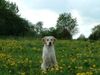 Golden Retriever Foto: Sammy auf der Sommerwiese (ID 5801) Golden Retriever Hund