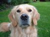Golden Retriever Foto: Mmh, die hat da was .. (ID 22947) Golden Retriever Hund
