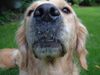 Golden Retriever Foto: Nun gib schon her ! (ID 22945) Golden Retriever Hund
