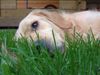 Golden Retriever Foto: Was man nicht alles tun muss .. (ID 22946) Golden Retriever Hund