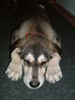 Golden Retriever Foto: Puh... (ID 33322) Golden Retriever Hund