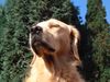 Golden Retriever Foto: Herrlich diese Herbstsonne!! (ID 5802) Golden Retriever Hund