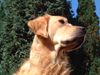 Golden Retriever Foto: Na wer kommt denn da?? (ID 5803) Golden Retriever Hund