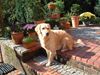 Golden Retriever Foto: So sitz' ich gerne (ID 5804) Golden Retriever Hund
