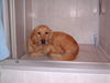 Golden Retriever Foto: Ich habe doch sooo Angst, wenn es knallt... (ID 29821) Golden Retriever Hund