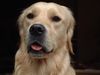 Golden Retriever Hund