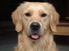 Golden Retriever Hund