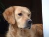 Golden Retriever Foto: Oh, was haben wir denn da ?? (ID 22950) Golden Retriever Hund