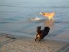 Golden Retriever Foto: Buddy + Eddie (Fang mich doch!) (ID 6706) Golden Retriever Hund
