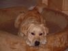 Golden Retriever Hund