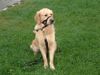 Golden Retriever Foto: Buddy (ID 6707) Golden Retriever Hund
