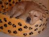 Golden Retriever Foto: Ich liiiebe mein neues Körbchen !!! (ID 16621) Golden Retriever Hund