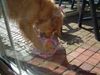 Golden Retriever Foto: Igendwie muss das doch aufgehen .. (ID 22949) Golden Retriever Hund