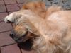Golden Retriever Foto: Ich war es nicht ! (ID 22948) Golden Retriever Hund