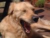 Golden Retriever Foto: Puuh, ist das langweilig (ID 22951) Golden Retriever Hund