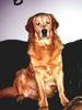 Golden Retriever Foto (ID 7393) Golden Retriever Hund