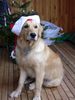 Golden Retriever Foto: Sam mit 8 Wochen (ID 2197) Golden Retriever Hund