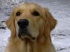 Golden Retriever Foto: Sam (ID 2191) Golden Retriever Hund