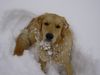 Golden Retriever Foto: Sam (ID 2188) Golden Retriever Hund