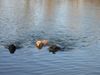 Golden Retriever Foto: 3 Retriever Rassen bei Ihren große Leidenschaft:Golden, Labrador u. Flatcoated - Retriever (ID 8634) Golden Retriever Hund
