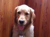 Golden Retriever Foto (ID 12999) Golden Retriever Hund