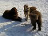 Golden Retriever Foto: Cora mit Lulu & Dana (ID 20910) Golden Retriever Hund
