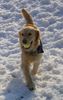 Golden Retriever Foto: Schnee Schnee Schnee :) Cora Maus 03/05 (ID 20909) Golden Retriever Hund