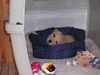 Golden Retriever Foto: Sam mit 8 Wochen (ID 2196) Golden Retriever Hund