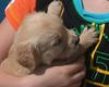 Golden Retriever Foto: Unser Fabu (ID 13207) Golden Retriever Hund