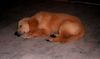 Golden Retriever Foto: Unser Fabu (ID 13208) Golden Retriever Hund