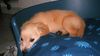 Golden Retriever Foto: Unser Fabu (ID 13209) Golden Retriever Hund