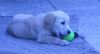 Golden Retriever Foto: Fabuu!!! (ID 13282) Golden Retriever Hund