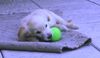 Golden Retriever Foto: Fabuu!!! (ID 13283) Golden Retriever Hund