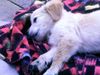 Golden Retriever Foto: Fabuu!!! (ID 13284) Golden Retriever Hund