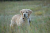 Golden Retriever Foto: Wo ist denn das Bett im Kornfeld? (ID 37222) Golden Retriever Hund