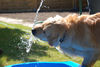 Golden Retriever Foto: Wasserspiele (ID 37957) Golden Retriever Hund